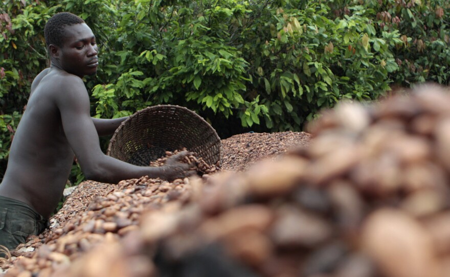 Farmer Issiaka Ouedraogo lays  cocoa beans out to dry on reed mats, on a farm outside the village of Fangolo in the Ivory Coast.