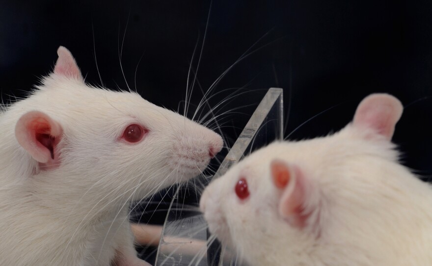 Researchers find that when one rat encounters another trapped in a restrainer, the free animal usually helps the trapped one by figuring out, as these two are doing, how to open the door to the trap. That helpful action happens faster and more consistently when there are multiple free rats.