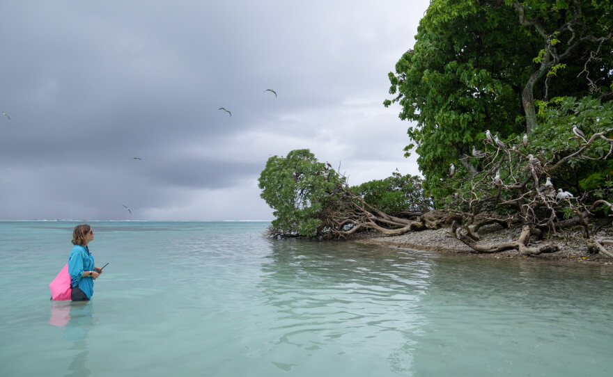 At Palmyra Atoll in the remote Pacific Ocean, wildlife refuge manager Paige Mino observes red-footed boobies. Scientists have found a surprising link between the seabirds and the health of the surrounding ocean.