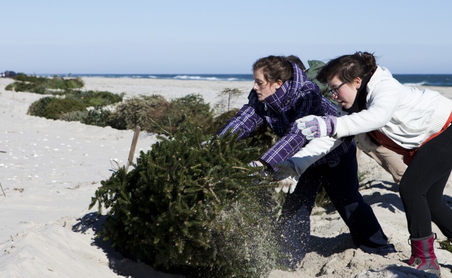 Alexandra Jones-Twaddell and Malley Chertkov add a Christmas tree the growing line in Island Beach State Park. The two high schoolers joined fellow students from the