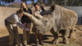 Veterinarians are shown examining a northern white rhino at the San Diego Zoo Safari Park.