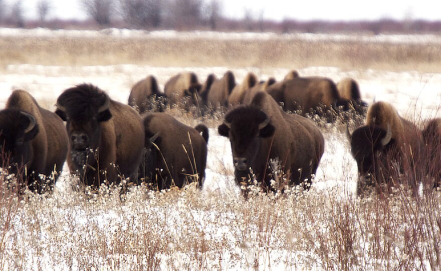 Buffalo herd in snow.