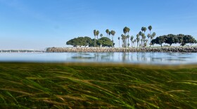 Eelgrass sways in the current in San Diego's Mission Bay, Tuesday, Dec. 2, 2025. (AP Photo/Annika Hammerschlag)