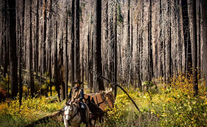 A mule train delivers boxes of sequoia seedlings through shrubs that have sprung up in the wake of the KNP Complex Fire. Sequoia seedlings do best in the first few years after a fire, when there's little vegetation to shade them out.