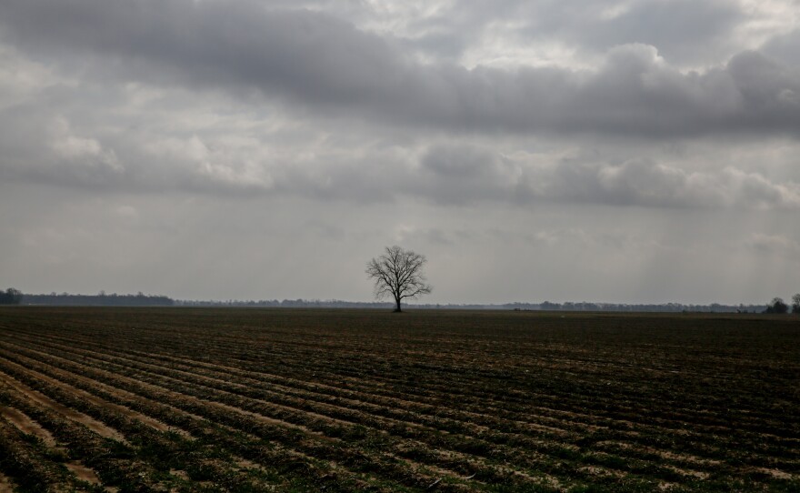 Fields near Greenville, Miss., a small city along the Mississippi river where Chinese immigrants have come for more than a century.