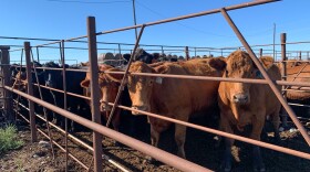 North Dakota ranchers have been forced to sell off close to 25% more of their herds over last year.