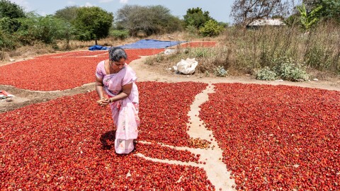 Rajeshwari, 44, grades the chiles she has picked in the fields. Her sharp eyes spot the pale white pods in the sea of red: "The ones with the rich red color are the best, but even though the paler ones are of poorer quality, we can still sell these at the market."