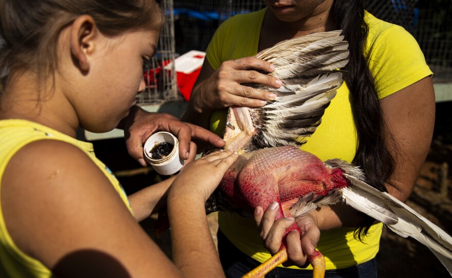Nine-year-old Jamileth Torres treats a rooster's fight wounds with ointment as her mother, Lizmary Rivera, holds it still.