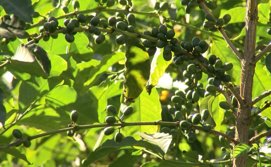 Coffee fruits are growing for next season's harvest at Mraz Family Farms in Oceanside, Dec. 11, 2020.