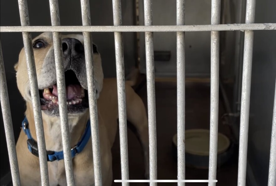 A dog inside a kennel without a bed at the San Diego County animal shelter in Bonita on August 19, 2015. Dogs at the shelter spend the vast majority of their time inside the kennels and have to sleep on concrete floors if they don't have a bed.