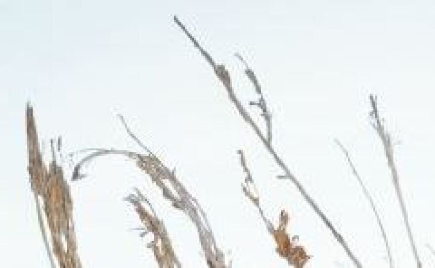 Ancient, whole female cannabis plants discovered in a tomb in northwestern China.