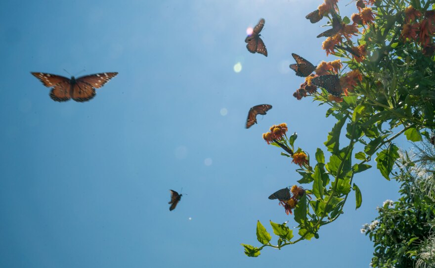 Butterflies swarm a flowering plant at the National Butterfly Center, a 100-acre wildlife center and botanical garden in Hidalgo County, Texas.