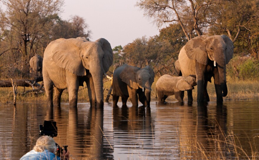 Filmmaker Dereck Joubert (left foreground) filming a herd of elephants from the water in Botswana.