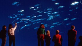 Visitors to the Monterey Bay Aquarium enjoy the million-gallon Outer Bay exhibit, the largest aquatic wildlife community display in the world. The program spotlights the aquarium's extraordinary ability to 
re-create realistic undersea environments.