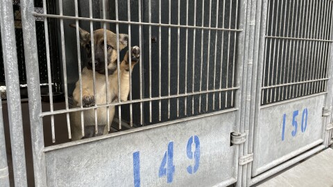 A dog in a kennel at San Diego County's Bonita shelter is shown in this photo from June 3, 2025.