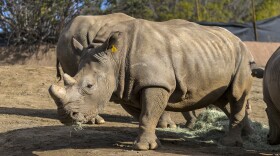 A San Diego Zoo southern white rhinoceros is shown in this undated photo. 