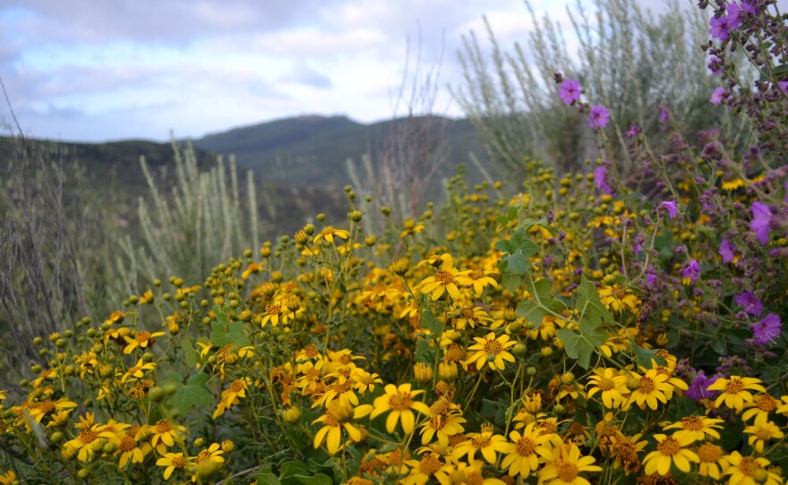 These sunflowers in San Diego National Wildlife Refuge are wild relatives of sunflowers that farmers around the world grow to produce oil.