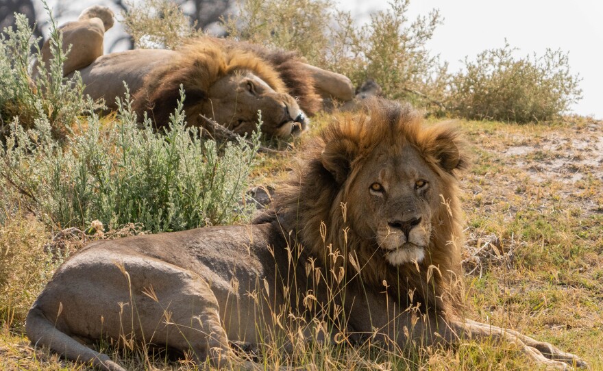 Dominant male lions, Big Toe and Madumo, have been head of the Xudum Pride for half a decade.