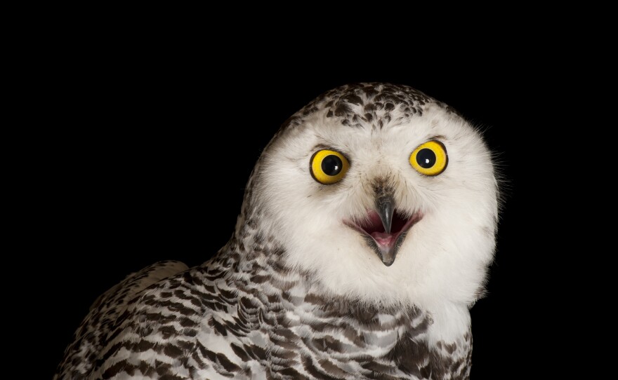 Sartore writes that this snowy old was "very feisty" during its photo shoot.