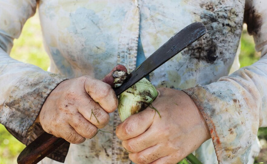 Terra Hall of Rhizosphere Farm in Missouri Valley, Iowa slicing fennel root. The farm is "known for providing impeccable vegetables packaged so beautifully it feels like Christmas every time a box is opened," Miller writes.