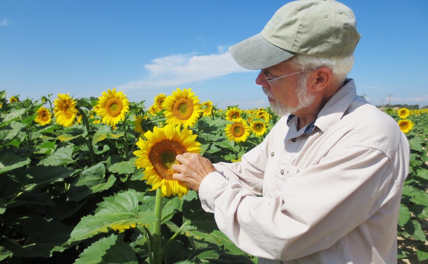 Tom Trout studies irrigation technology, one area where Colorado is innovating, for the USDA. Here, he examines a sunflower test plot in rural Weld County, Colo.
