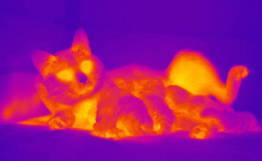 Thermal photo of mother cat with kittens, showing how they depend on their mother’s warmth.