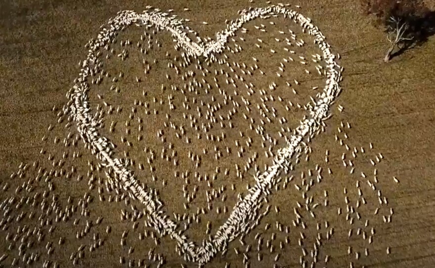 In this image taken from video, sheep form the shape of a heart in a field in Guyra, northern New South Wales, Australia, Thursday, Aug. 5, 2021.