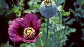 Opium poppies in Turkey