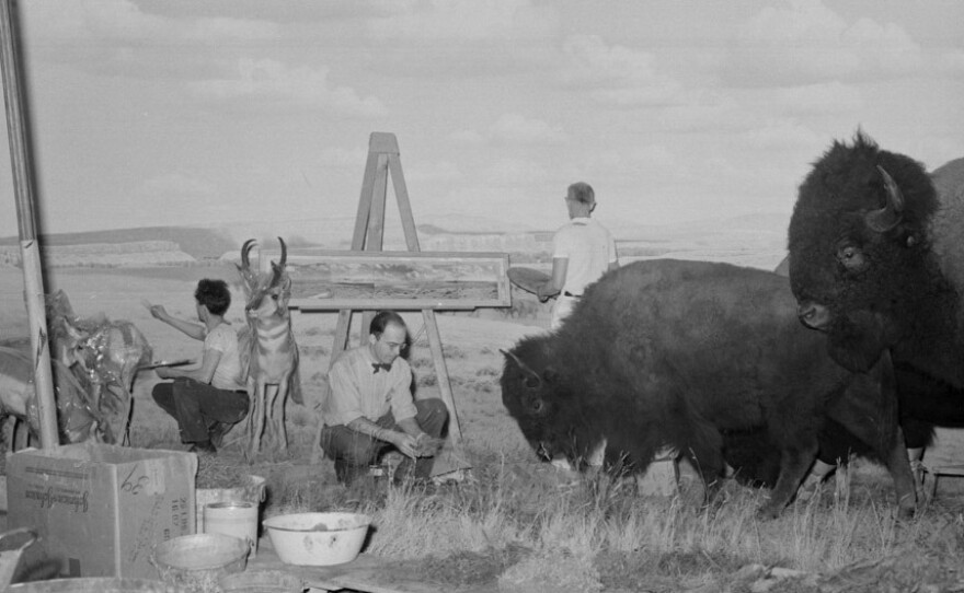 Fred F. Scherer, left, and James Perry Wilson, center, paint the background for the American Bison/Pronghorn antelope diorama in 1942.
