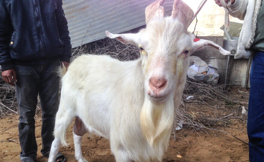 A hermaphroditic goat