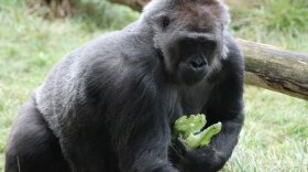 A gorilla at London Zoo in Regents Park. 