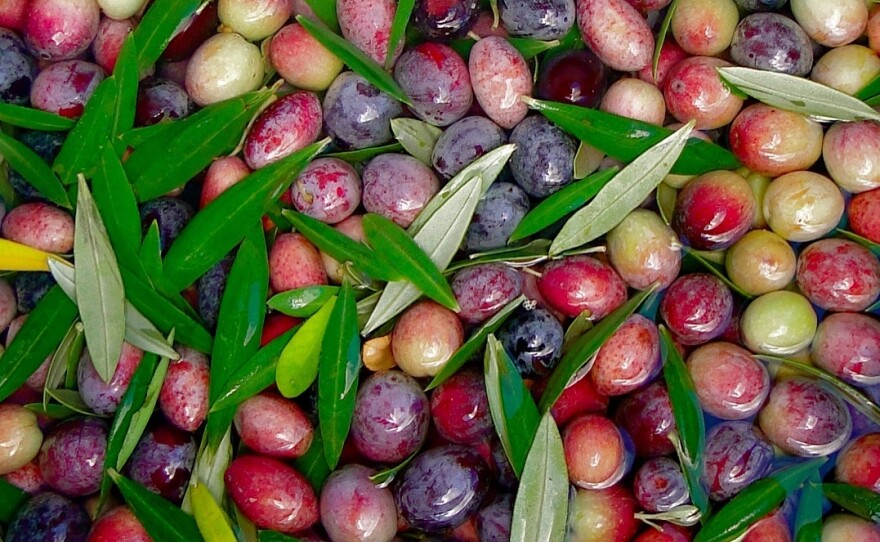 Freshly picked Arbosana olives from the Texas Olive Ranch in Carrizo Springs, Texas.