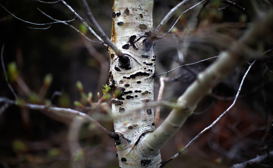 A budding aspen tree remains standing at the base of the Centennial Range. Unlike pine trees, aspens are a natural part of the landscape here. They are largely resistant to the natural brush fires that have historically spread through this area.