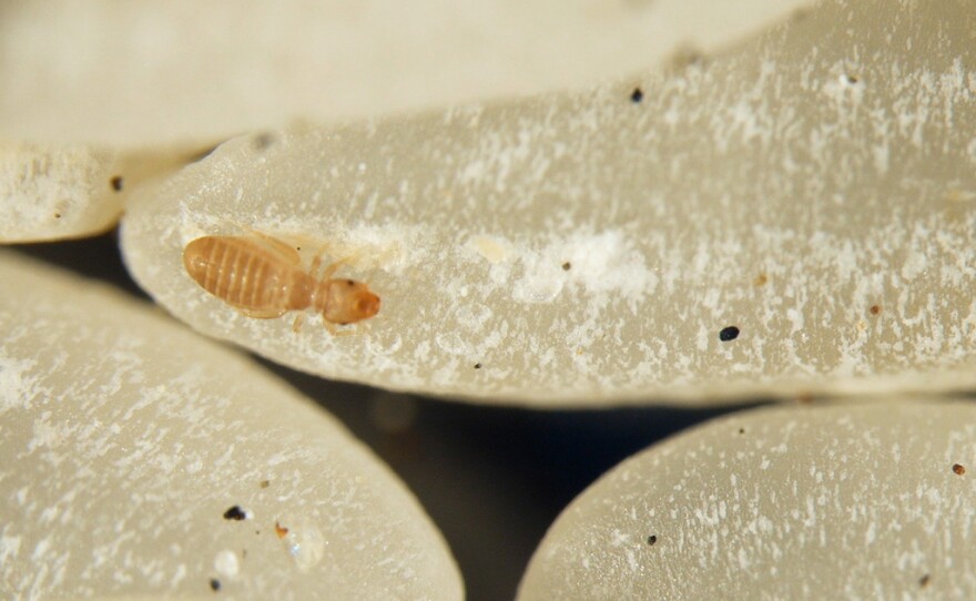 Grains of uncooked rice dwarf this book louse. Though book lice thrive in most human homes, they largely go unnoticed.