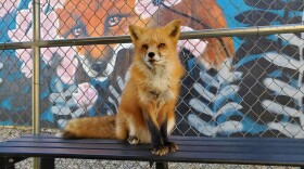 A fox sits on a bench at the Judith A Bassett Canid Education and Conservation Center in Santa Ysabel, Jan. 28, 2023.