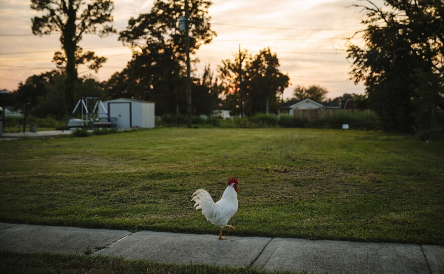 A rooster meanders on the sidewalk on Schnell Drive in Arabi, Louisiana.