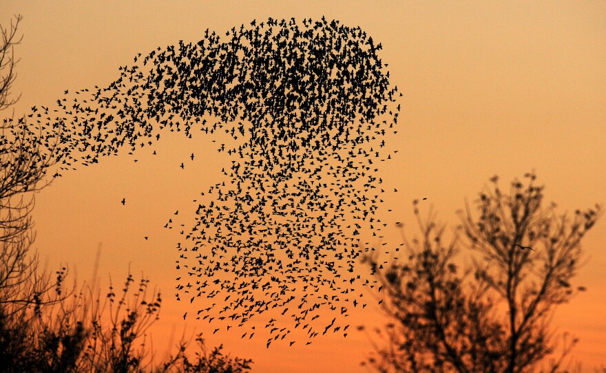 A murmuration of starlings is seen in the sky as the sunset sets above Gretna, Scotland, Sunday Nov. 6, 2011. The flocks of starlings wheel and turn in beautiful aerobatic displays across the early evening sky.