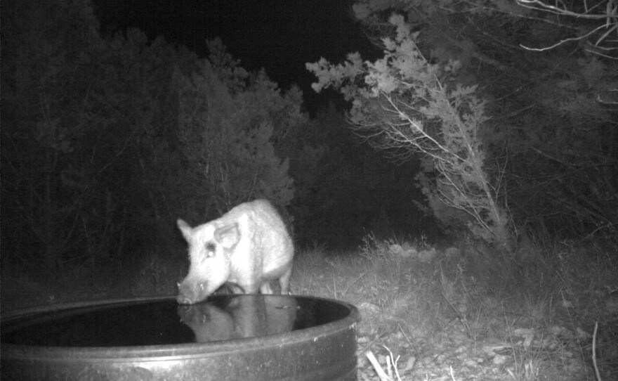 Researchers set up cameras in the wild in Texas to confirm that their test for pig DNA corresponded to visits by actual wild pigs.