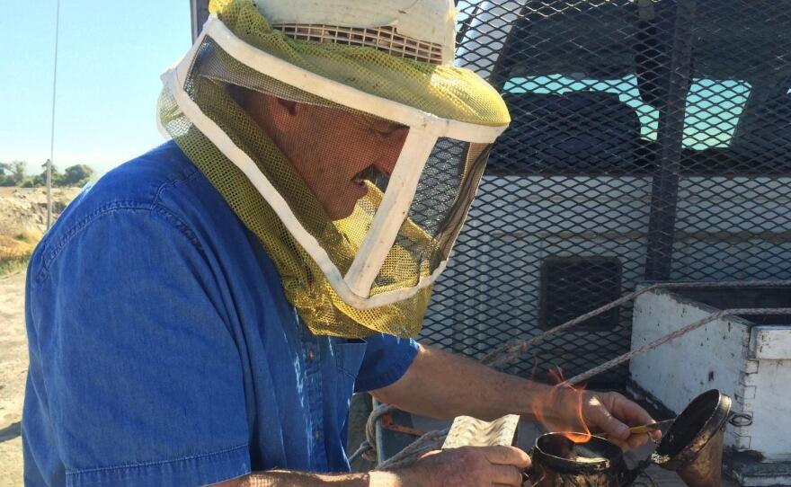 Gene Brandi uses smoke to calm the bees he works with.