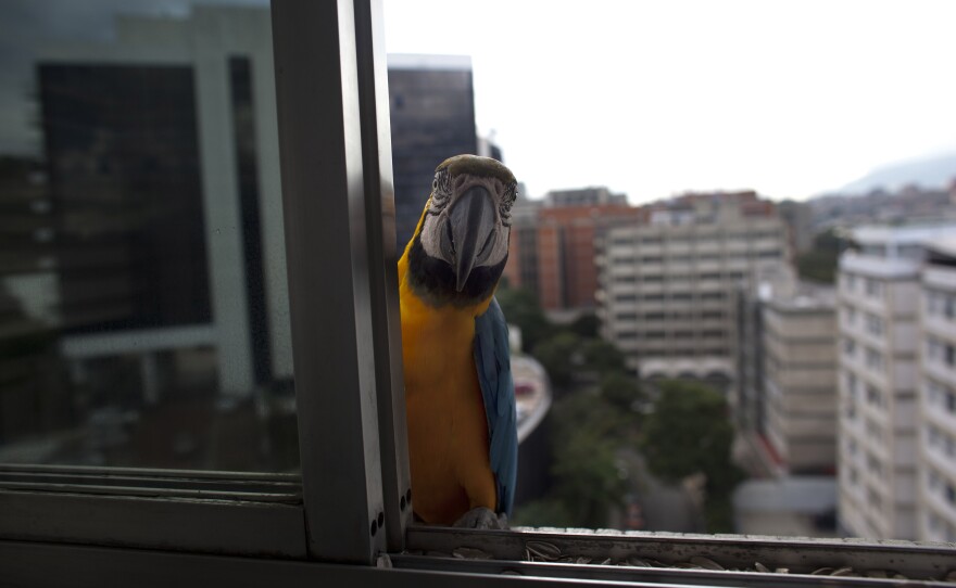 A macaw peers through a window of an apartment waiting to be fed, in Caracas, Venezuela. They are a common site sitting on the ledges of high-rise buildings or perched on antennas.