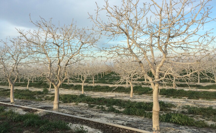 Farm Adviser David Doll has tried painting pistachio trees white with liquid clay to reflect sunlight. This in turn cools the trees.