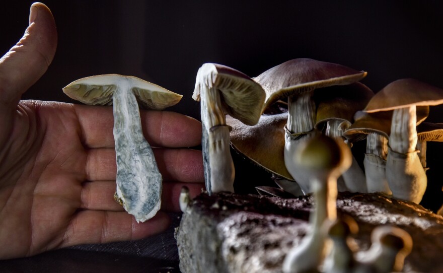 WASHINGTON, DC - FEBRUARY 5: A DC resident has an operation growing psilocybin mushrooms.  With the legalization of marijuana advocates in several states including Oregon have pushed the legalization of other drugs such as 'magic mushrooms'.  (Photo by Jahi Chikwendiu/The Washington Post via Getty Images)