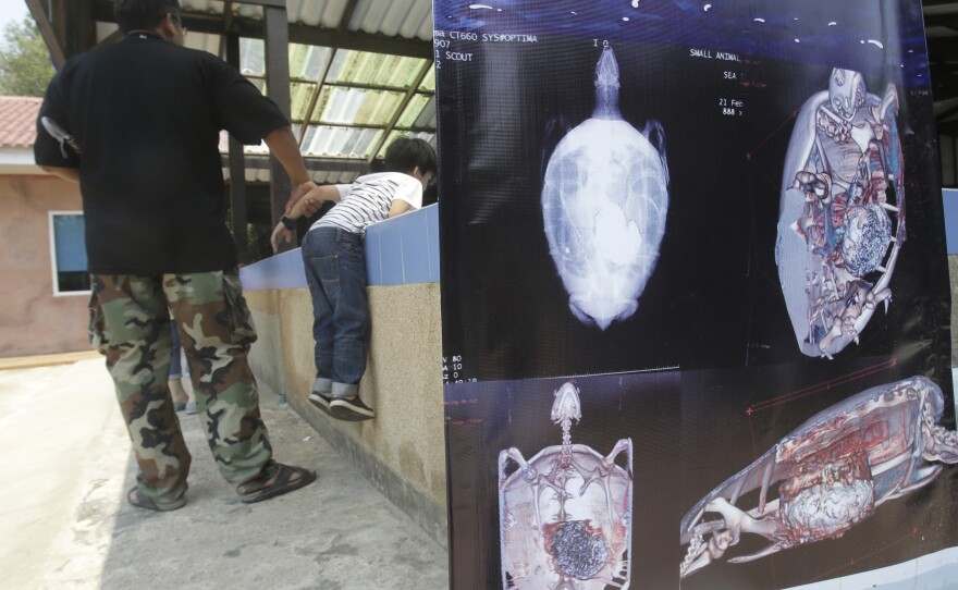 A mass of coins are visible on CT scans of the female green sea turtle as visitors watch her swimming in a pool on March 3, at Sea Turtle Conservation Center in Chonburi Province, Thailand.