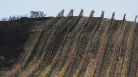 In this photo taken Monday, Oct. 30, 2017, a partially burned vineyard is seen along Highway 121 in Sonoma, Calif. 
