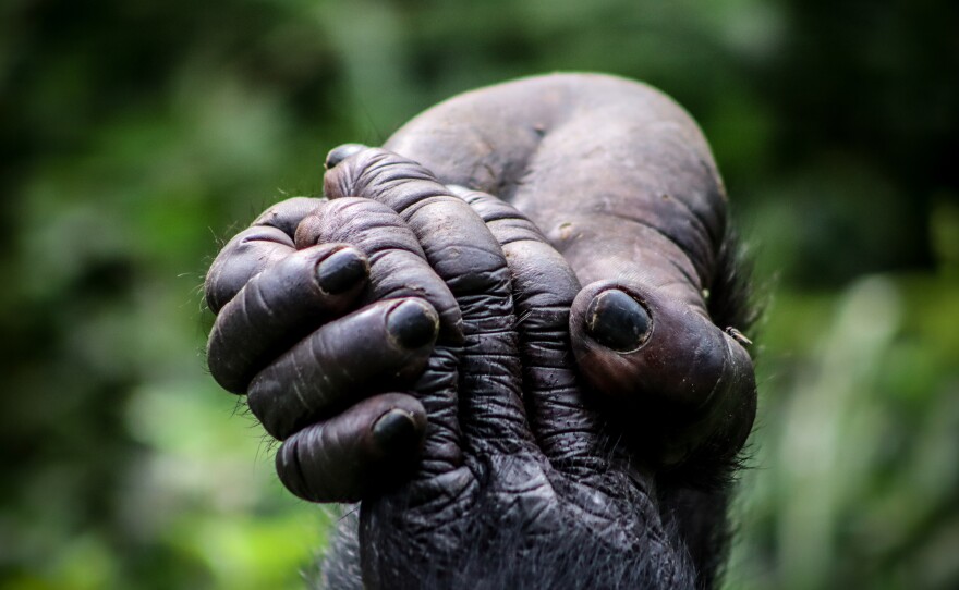 Bonobos avoid confrontation and promote cooperation, often through sex.