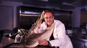 Dr. Gregory Erickson, Florida State University, one of the world’s leading experts in crocodilians, with an alligator.