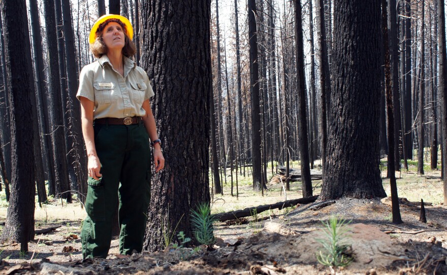 Maria Benech of the U.S. Forest Service surveys a severely burned patch of forest. Almost 40 percent of the burned area looks similar.
