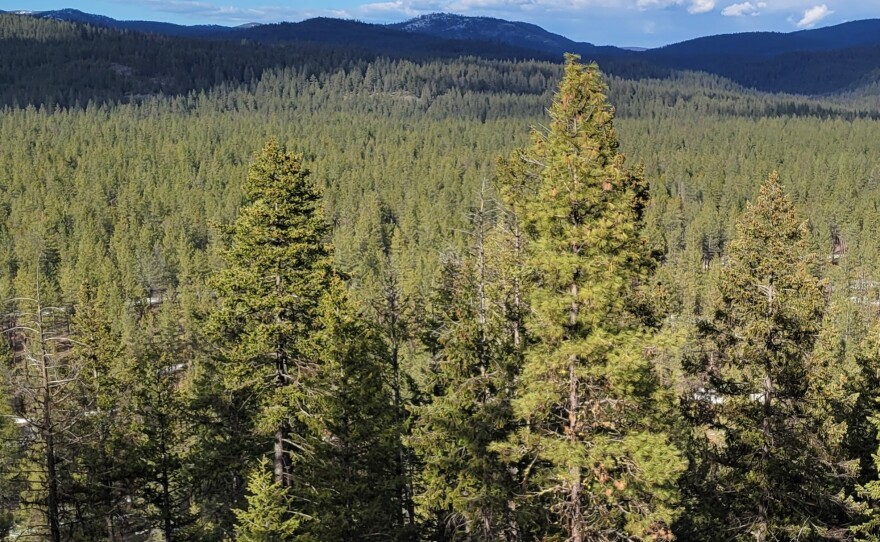 Forests stretch in every direction as far as you can see in eastern Washington state, with the Colville Mountains rising in the distance.