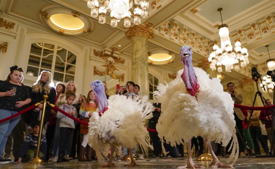 Two turkeys, named Liberty and Bell, who will attend the annual presidential pardon at the White House ahead of Thanksgiving, attend a news conference on Sunday at the Willard InterContinental Hotel in Washington.