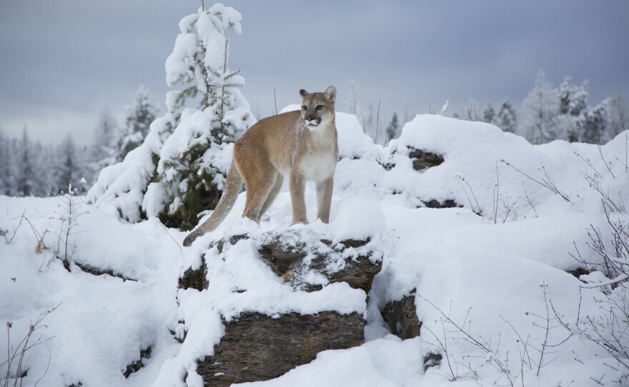 Mountain lion. Triple D, Montana.